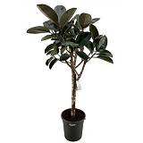 Фикус Бургунди штамб - Ficus El Burgundy On Stem D31 H140