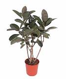 Фикус Бургунди - Ficus El Burgundy Bush D34 H140