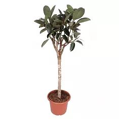 Фикус Бургунди штамб - Ficus El Burgundy On Stem D45 H190