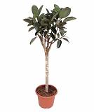Фикус Бургунди штамб - Ficus El Burgundy On Stem D45 H190