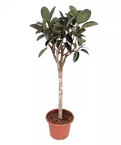 Фикус Бургунди штамб - Ficus El Burgundy On Stem D45 H190