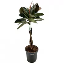 Фикус Бургунди косичка - Ficus El Burgundy Twisted Stem D31 H140