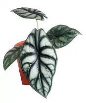 Алоказия Серебрянный Дракон - Alocasia Silver Dragon D12 H25
