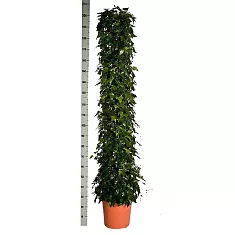 Хедера, плющ Алжирский - Hedera algeriensis Montgomery D40 H200