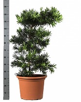 Подокарпус - Podocarpus D40 H120