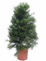 Подокарп крупнолистный - Podocarpus Macrophylla (fachjan) D30 H130