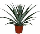 Пальма Ананас D12 H30