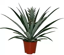 Пальма Ананас D12 H30