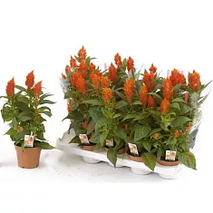 Целозия оранжевая - Celosia Flame D12 H40