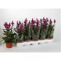 Целозия розовая - Celosia Merida Bolivar D12 H40