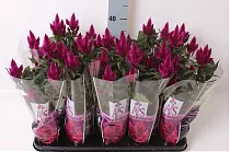 Целозия Каракас пурпурная - Celosia Merida Caracas Dark D12 H40