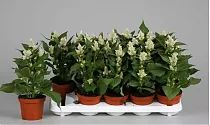 Целозия Мерида белая - Celosia Merida Maripa D12 H35