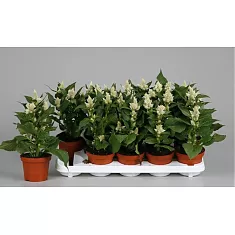 Целозия Мерида белая - Celosia Merida Maripa D12 H35