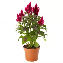 Целозия Каракас бордовая - Celosia Merida Caracas D19 H55