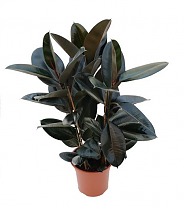 Абиджан многоствольный D20 H80