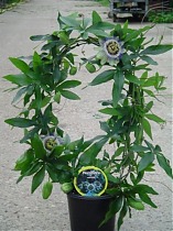 Пассифлора пестрая - Passiflora caerulea D12 H50