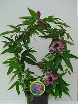 Пассифлора пурпурная - Passiflora Victoria D12 H50