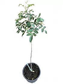 Шинус фисташколистный, или Бразильский перец - Schinus terebinthifolius D18 H80