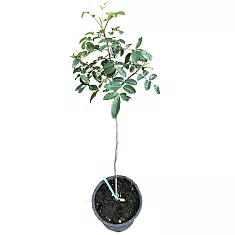 Шинус фисташколистный, или Бразильский перец - Schinus terebinthifolius D18 H80