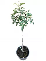 Шинус фисташколистный, или Бразильский перец - Schinus terebinthifolius D18 H80