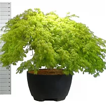 Клён веерный - Acer Palm Green Lace D110 H260