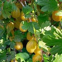 Крыжовник Английский Жёлтый