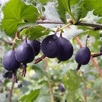 Крыжовник Черный Негус