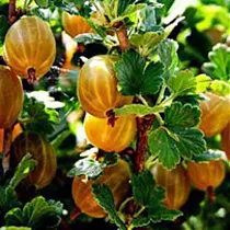 Крыжовник Янтарный