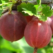 Крыжовник Машенька