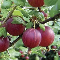 Крыжовник Колобок