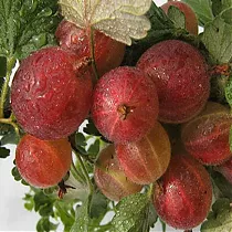 Крыжовник Краснославянский