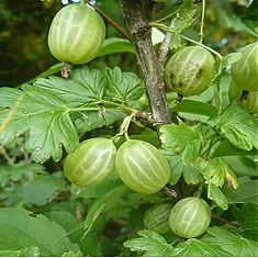 Крыжовник Малахит