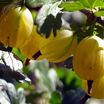 Крыжовник Русский Жёлтый