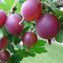 Крыжовник Русский Красный