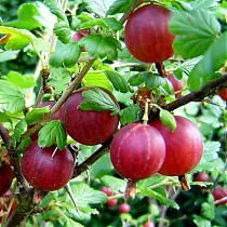 Крыжовник Финский Красный