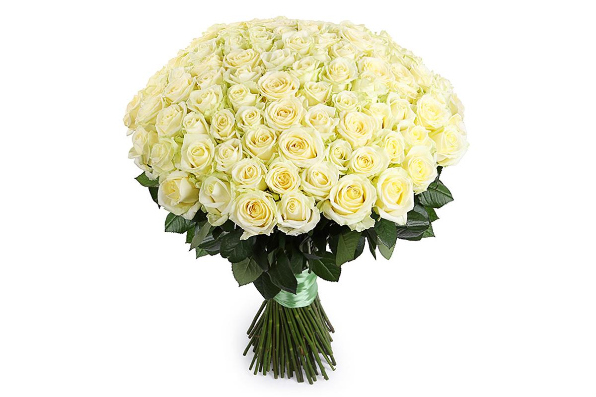 101 Белая роза Аваланч 60 см
