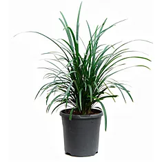Офиопогон - Ophiopogon D18 H35