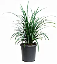 Офиопогон - Ophiopogon D18 H35