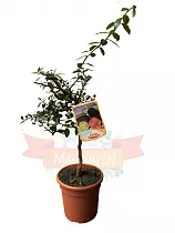 Цитрус ЭРЕМООРАНЖ - Сitrus Sinensis Eremorange D21 H80