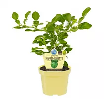 Каффир-лайм - Kaffir Limette (Citrus hystrix) D14 H30