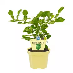 Каффир-лайм - Kaffir Limette (Citrus hystrix) D14 H30