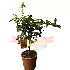 Каффир-лайм - Kaffir Limette (Citrus hystrix) D24 H80
