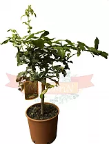 Каффир-лайм - Kaffir Limette (Citrus hystrix) D24 H80