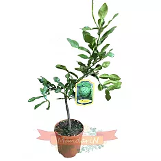Каффир-лайм - Kaffir Limette (Citrus hystrix) D19 H60