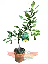 Каффир-лайм - Kaffir Limette (Citrus hystrix) D19 H60