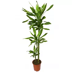 Драцена душистая Стеуднери - Dracaena fragrans steudneri D30 H140