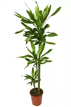 Драцена душистая Стеуднери - Dracaena fragrans steudneri D30 H140