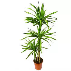 Драцена душистая Стеуднери - Dracaena fragrans steudneri D45 H150