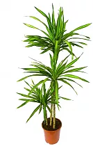 Драцена душистая Стеуднери - Dracaena fragrans steudneri D45 H150