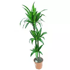 Драцена душистая Стеуднери - Dracaena fragrans steudneri D30 H160
